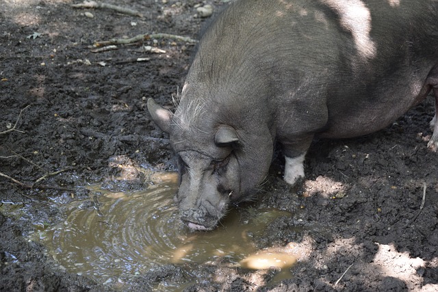 马迪森的加 马迪森的加